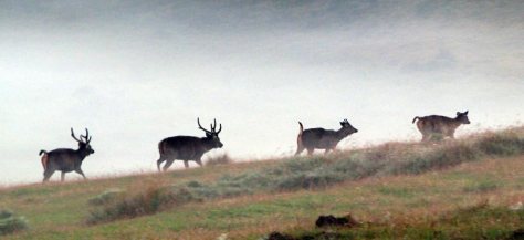 horton-plains-dawn-sambar-deer